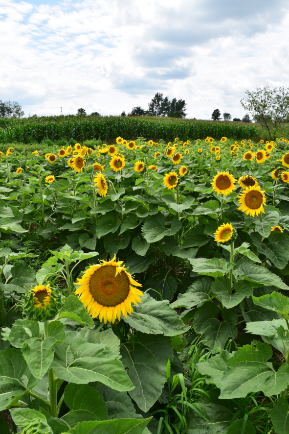 Sunflower field